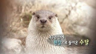 43년 만에 한강으로 돌아온 수달 / YTN 사이언스