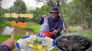 Lưới được mẻ cá đồng đem về nấu bữa cơm quê | Cuộc sống nông thôn