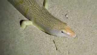 Night activity of a desert sandfish - skink