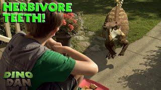 Looking at Herbivore Teeth! | Best of Dino Dan Trek's Adventures