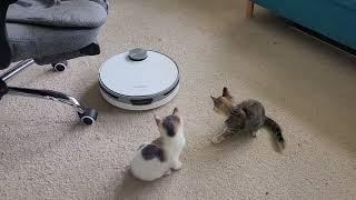 Cats vs. Robot Vacuum: Hilarious First Encounter! | Manchester Moggies