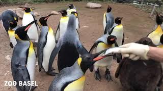 Pinguin Spaziergang Live im Zoo Basel am 23.12.2020