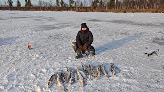 Мы снова на льду, ловим щуку на жерлицы.