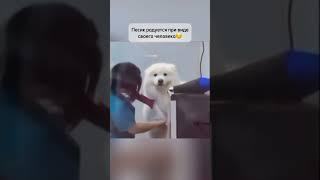 Он боится, но его человек рядом️️