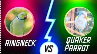 Quaker Parrot vs Indian Ringneck Parrot | Should I Get an Indian Ringneck or a Quaker Parrot 