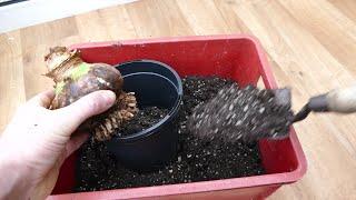 Repotting My Amaryllis Bulbs (2021)