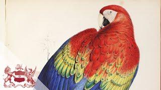 Edward Lear and his Magnificent Parrots | Will Beharrell