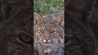 Beautiful Kentucky Wildcat. #bobcat #trapping #shorts