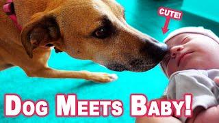 Bringing Our Newborn Baby Home From The Hospital - Meeting Our Dog For The First Time!!