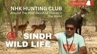 Discovering Wildlife | Urial  | Nilgai  | Kala Hiran  | Barasingha | Deer  | Black Buck