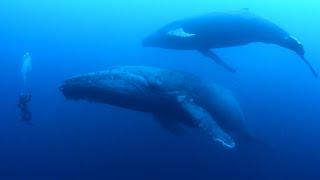 Diver Encounters Humpback Whales In Ocean