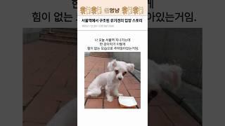 서울역에서 구조된 유기견의 입양 스토리