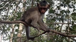 The happy life of Cambodia monkey 2020