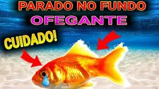 Peixe PARADO no fundo com a RESPIRAÇÃO OFEGANTE PODE SER ISSO!