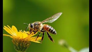 Attracting Wildlife to Your Garden: Create a Haven for Birds & Bees