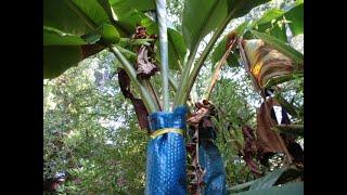 Do Not remove Musa basjoo   Banana leaves for Winter