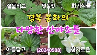 #경북 봉화의 다양한 산야초들(20240508)