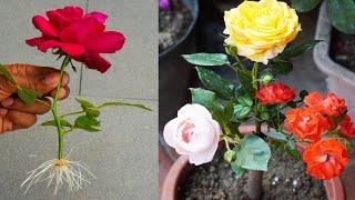 Propagate Rose Plant From Cuttings || Rose Plant Propagation from cutting