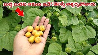 బుడ్డ బుడస ఆకులు ఇవే ! తెలిస్తే షాకవుతారు ! || Budda Budasa Akulu