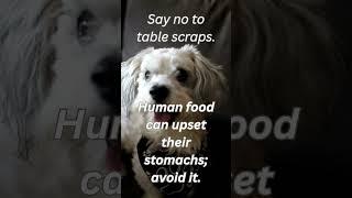 Scraps Stop Here: Why Table Food Isn’t Okay! #dognutritiontips #nutritionfordogs #healthypup