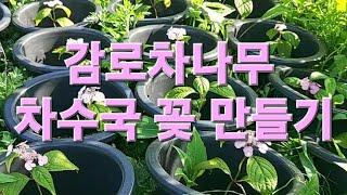 1억 씨앗으로 깻잎 탈출 차수국 수국 꽃피우기 식물도 인생도 타이밍