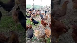 مع الدجاج البلدي في البادية تربية الدجاج #chicken