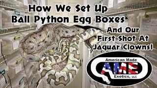 Setting Up Ball Python Egg Boxes With First Clutches of 2023 and Shots At Jaguar Clowns!!!  AME V1