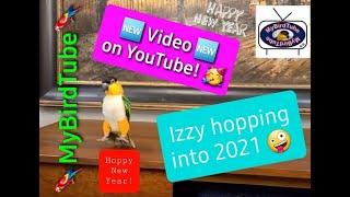 Izzy, the Caique, jumping into 2021!!