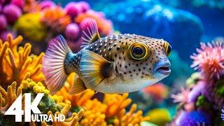 Aquarium 4K Video(Ultra HD)Beautiful Coral Reef Fish - Relaxing Meditation Music for Stress Relief