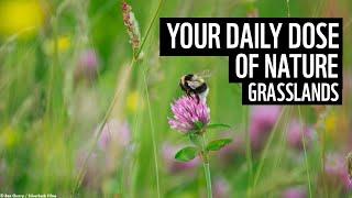 A Daily Dose of Nature | UK Grasslands | WWF