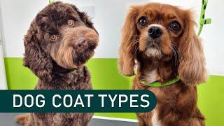 To clip or not to clip? - Dog coat types explained