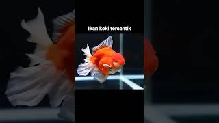 Ikan hias koki tercantik