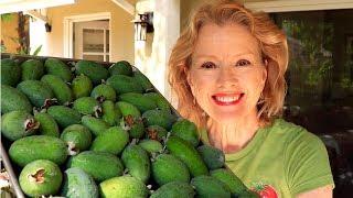 A FEAST for the SENSES | HUGE Pineapple Guava {Feijoa} Harvest, September Garden Tour