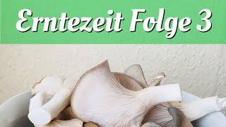 Pilze züchten, Erntezeit Folge 3