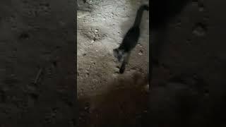 Hitam polos blasteran PERSIA#catlover #kucing #shortvideo   #shorts