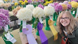 You Won’t Believe These Chrysanthemums Exist! Stunning Flower Show Highlights 