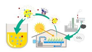 Kao  Plant factory cultivation & development of high purity extracts