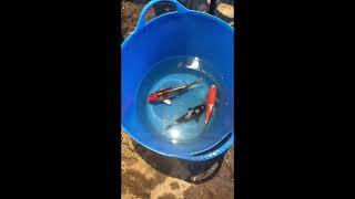 How fast do koi actually grow?