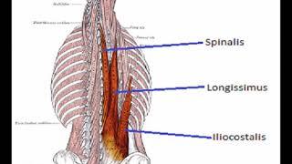 Two Minutes of Anatomy: Erector Spinae (AKA Paraspinals)