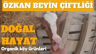 ÖZKAN BEYİN ÇİFTLİĞİ  - Tire/Büyükkale