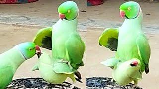 My Ringneck Parrot Jora Cross Ka Video