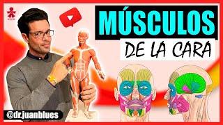 MÚSCULOS DE LA CARA #Anatomía