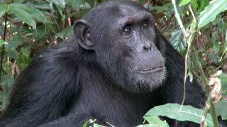 Chimpanzees of Kibale National Park - Uganda