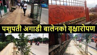  Gaushala Footpaath Greenery after Balen Action | Street Greenery after Balen Action | Balen Shah