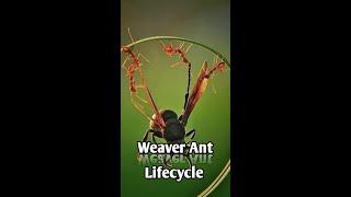 Easy way to know about green tree ant#unknownfacts #weaverants