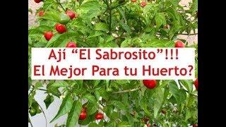 Aji Sabrosito!!! El mejor en el Huerto???