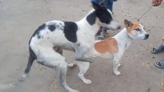 RuralDogs Appelzeller Sennenhund vs Labrador Retriever female dog in middle village