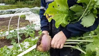 Turnip Harvest GROW