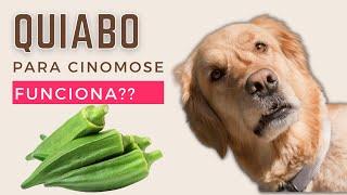 Quiabo cura cinomose em cães? Suco de quiabo funciona? Qual o melhor tratamento para cinomose?