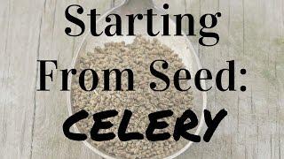 How to Start Celery From Seed